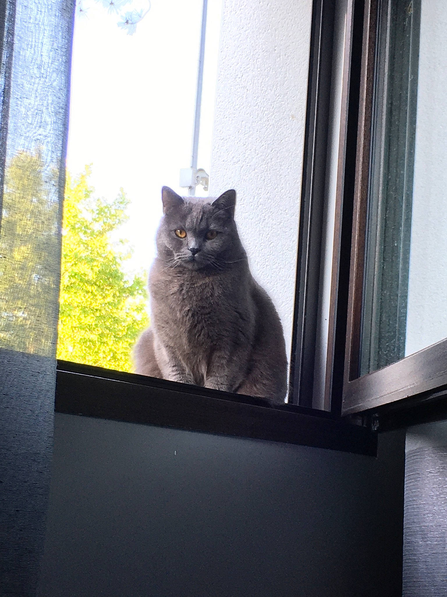 Rubis participe au concours pour gagner de l'argent avec cette photo : carnivore, cat, domestic_short_haired_cat, electric_blue, felidae, glass, grey, hardwood, plant, room, sash_window, small_to_medium_sized_cats, tail, tints_and_shades, tree, twig, whiskers, window, window_treatment, wood