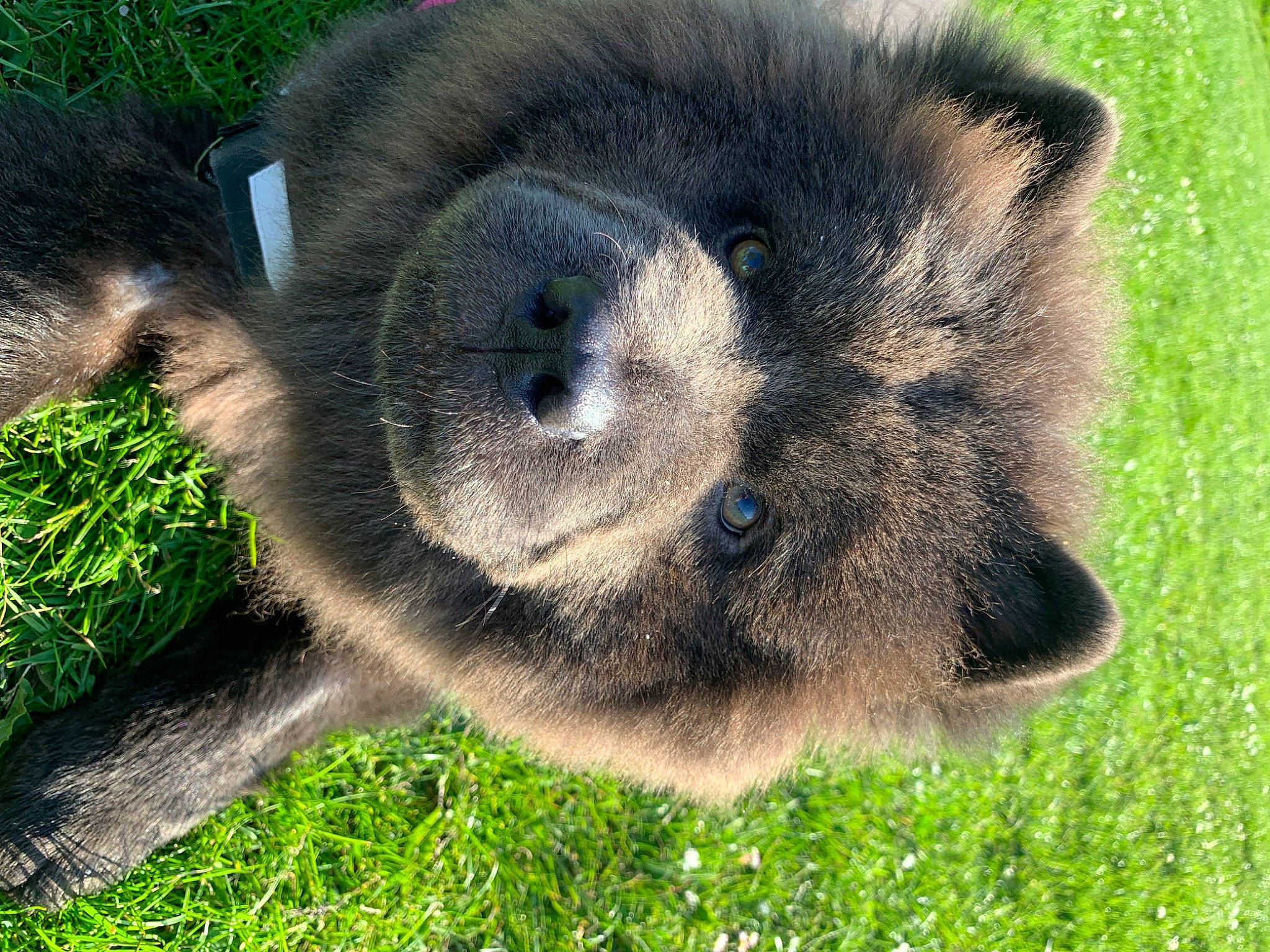 Cleo joined the competition — help win amazing prizes! carnivore, fur, grass, groundcover, panda, plant, shrubland, snout, terrestrial_animal, wildlife, zoo