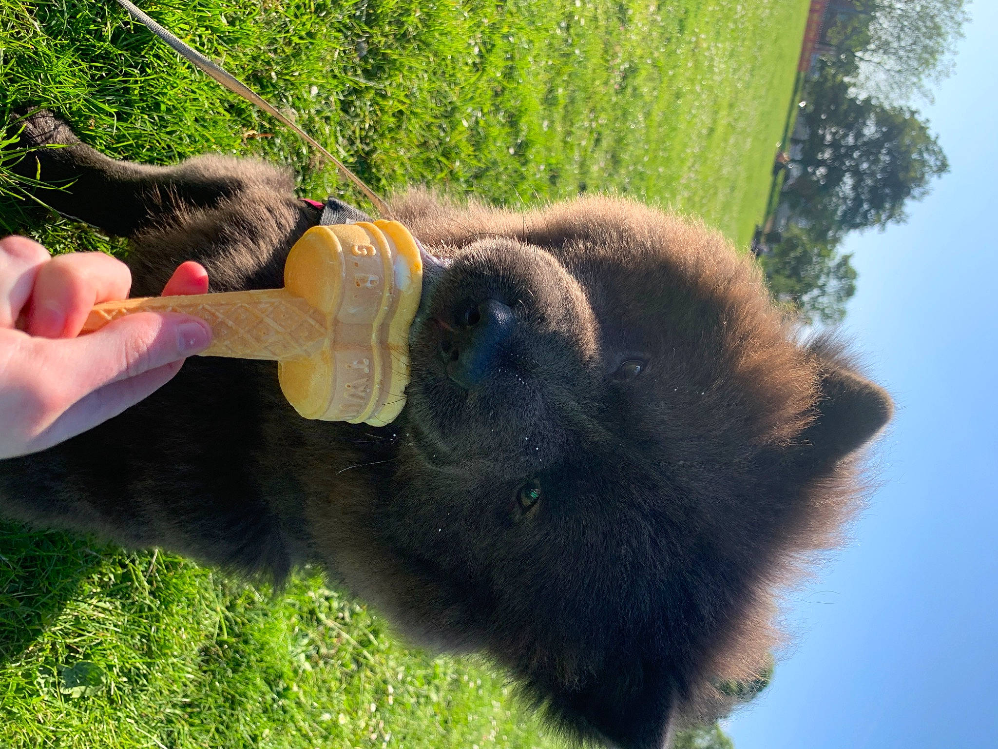 Cleo is registered to the contest to win money with this photo: beak, bovine, fur, grass, lawn_ornament, pasture, plant, sky, snout, tail, terrestrial_animal, tree, trunk, wildlife, working_animal