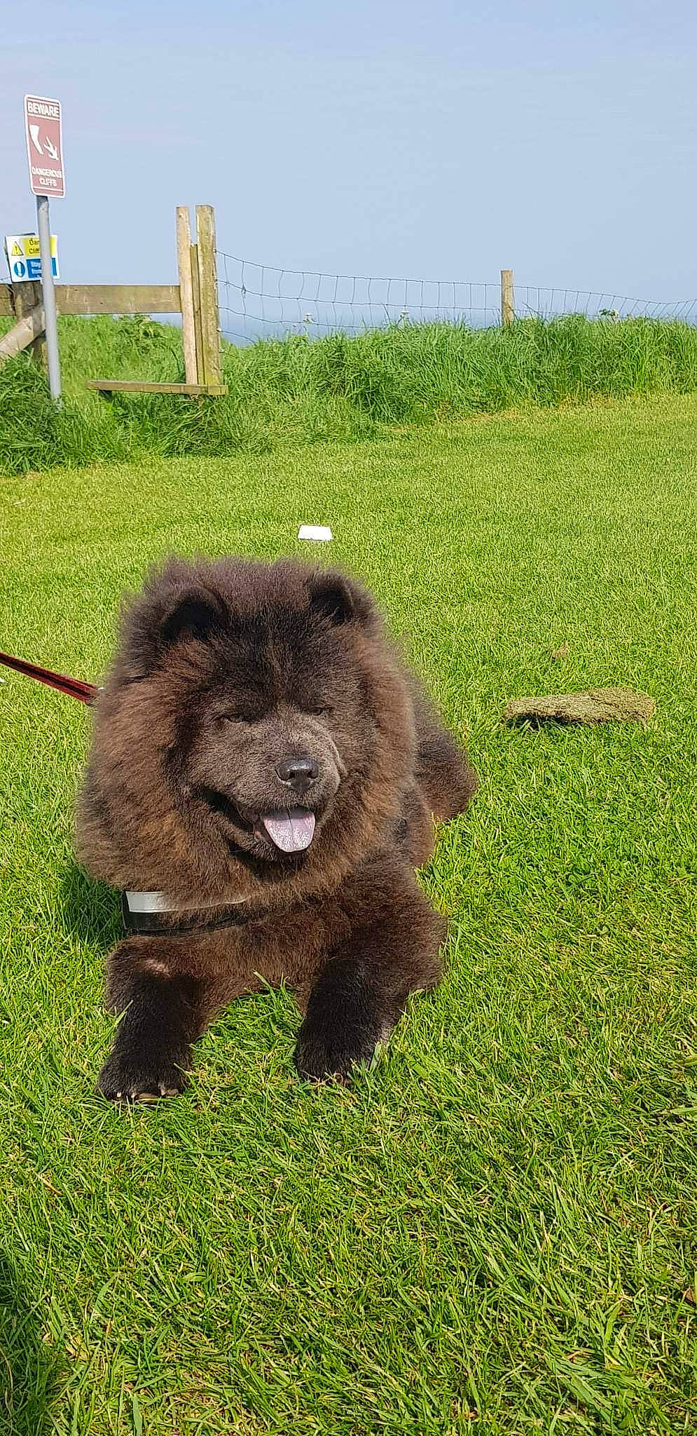 Cleo is registered to the contest to win money with this photo: alpaca, canidae, carnivore, companion_dog, dog, dog_breed, fur, grass, grassland, groundcover, liver, pasture, plant, snout, soil, sporting_group, terrestrial_animal, water_dog, wildlife, working_animal