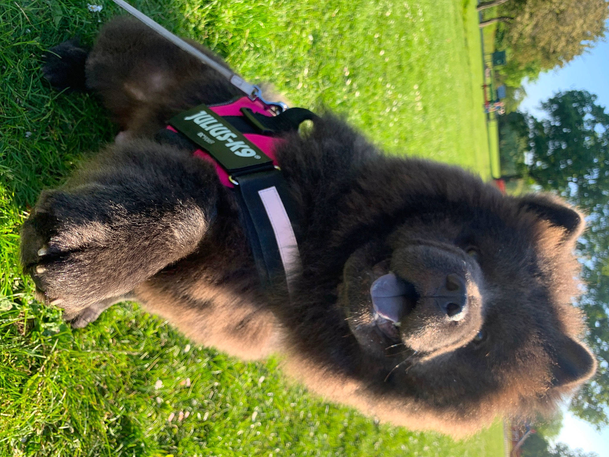 Cleo is registered to the contest to win money with this photo: canidae, collar, dog_breed, eye, fur, grass, livestock, mammal, pack_animal, pasture, pet_supply, plant, sky, snout, tail, terrestrial_animal, tree, trunk, wildlife, working_animal