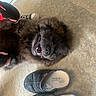 Cleopatra is registered to the contest to win money with this photo: dog, carpet, slippers, indoor, happy, tongue_out, playing, person, hand, footwear, brown_fur, pet, cute, smiling, relaxed, furry, lying_down, cozy, domestic, animal