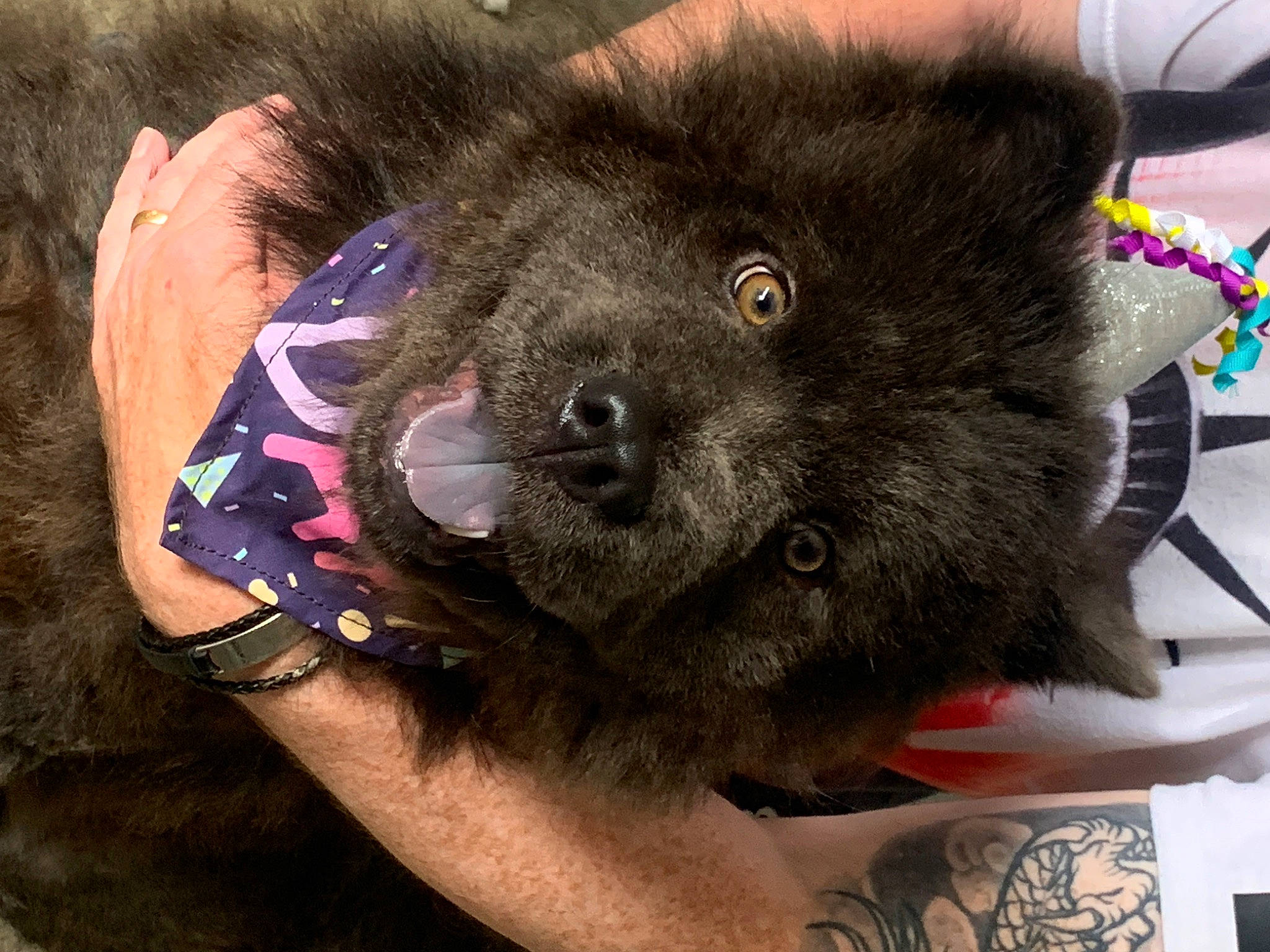 Cleopatra is registered to the contest to win money with this photo: carnivore, claw, companion_dog, dog_breed, domestic_short_haired_cat, foot, fur, koala, paw, snout, temporary_tattoo, terrestrial_animal, working_animal