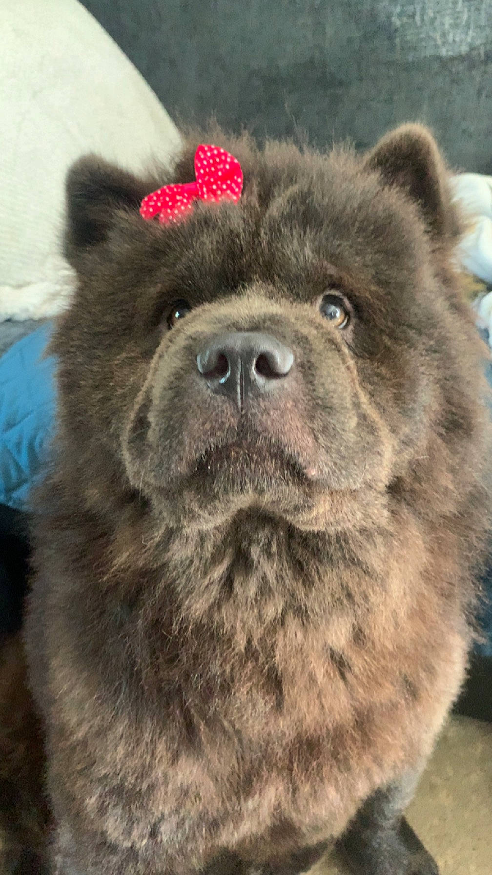 Cleopatra joined the competition — help win amazing prizes! ancient_dog_breeds, canidae, carnivore, companion_dog, dog, dog_breed, fawn, fur, keeshond, non_sporting_group, snout, sporting_group, terrestrial_animal, whiskers, wildlife, working_animal