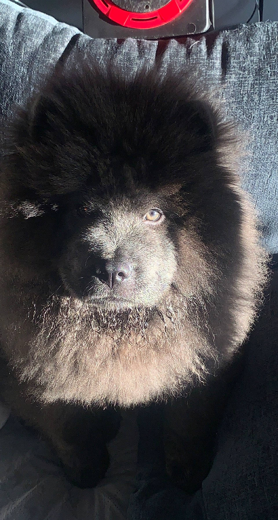 Cleopatra is registered to the contest to win money with this photo: canidae, carnivore, claw, companion_dog, dog, dog_breed, eye, fur, monochrome, monochrome_photography, snout, sporting_group, tail, terrestrial_animal, whiskers, wildlife, working_animal