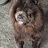 Cleopatra joined the competition — help win amazing prizes! dog, chow_chow, fluffy, brown, pet, indoor, carpet, floor, mouth_open, friendly, animal, canine, furry, standing, looking_away, household, blanket, bag, cozy, companion