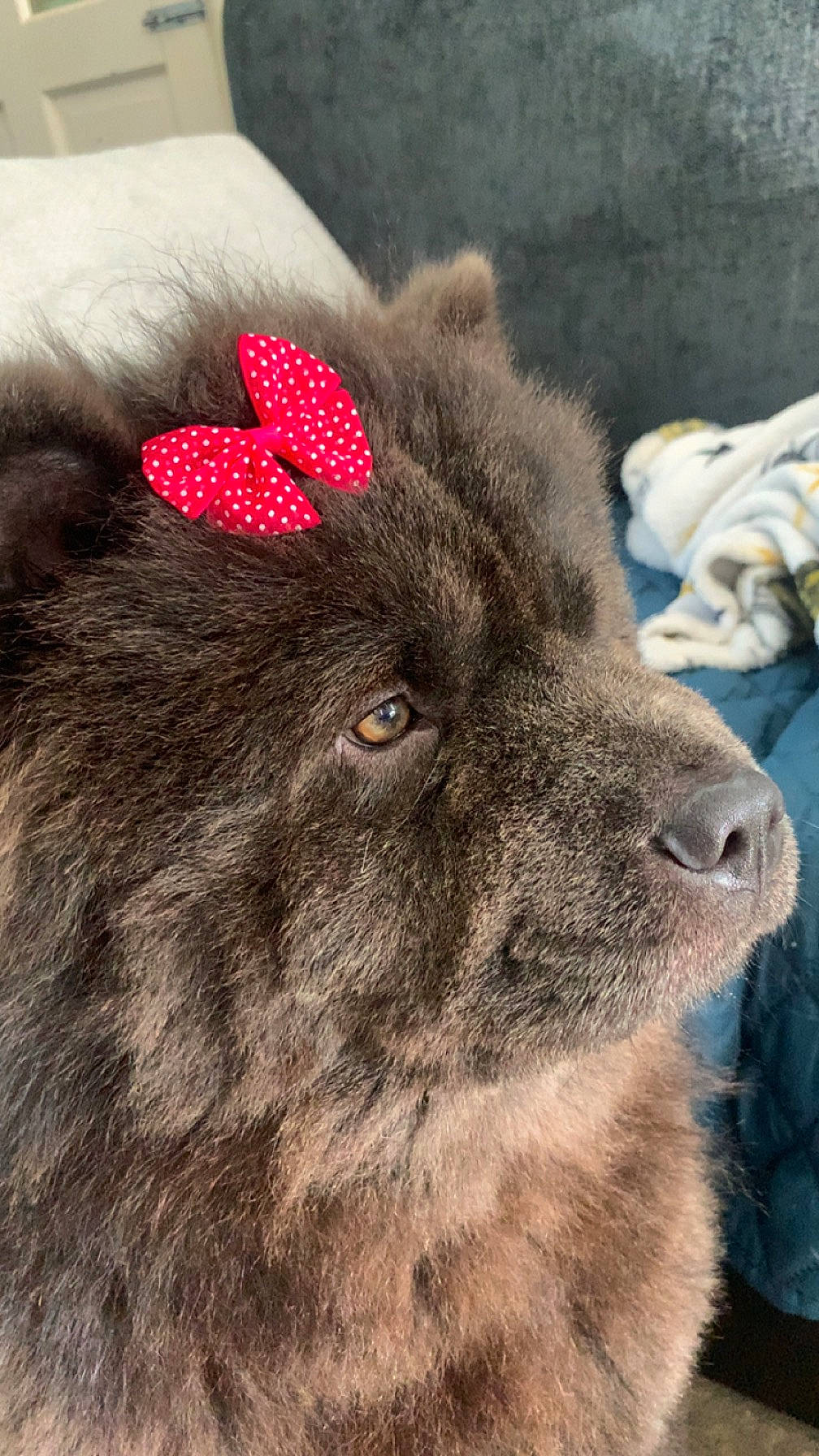 Cleopatra joined the competition — help win amazing prizes! canidae, carnivore, coquelicot, dog_breed, fawn, felidae, fur, marsupial, small_to_medium_sized_cats, snout, sporting_group, terrestrial_animal, whiskers, wildlife, working_animal