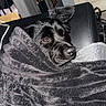 Willow joined the competition — help win amazing prizes! dog, blanket, black_dog, fur, pet, indoor, cozy, leather_chair, brown_eyes, resting, snug, soft_texture, furniture, door, room, relaxed, comfort, portrait, home, animal