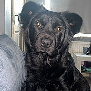 Willow joined the competition — help win amazing prizes! dog, black_dog, pet, indoor, couch, blanket, fur, animal, canine, looking_at_camera, ears, face, sitting, home, window, curtain, table, household, domestic, companion