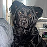 dog, black_dog, pet, indoor, couch, blanket, fur, animal, canine, looking_at_camera, ears, face, sitting, home, window, curtain, table, household, domestic, companion