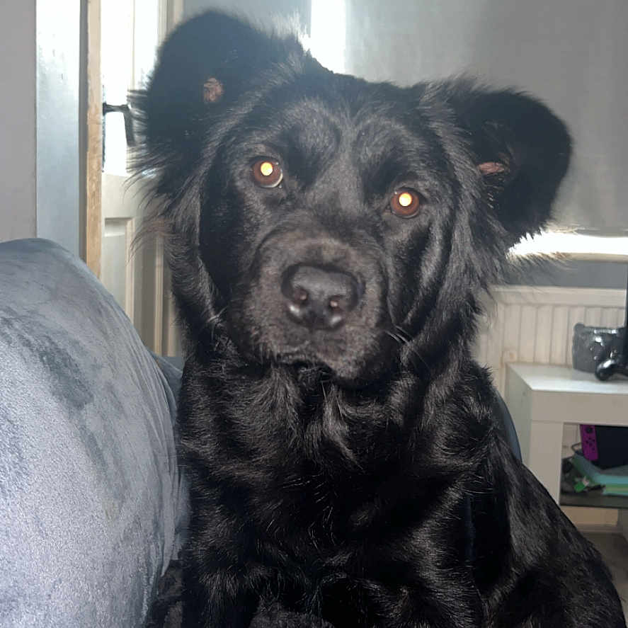 Willow joined the competition — help win amazing prizes! dog, black_dog, pet, indoor, couch, blanket, fur, animal, canine, looking_at_camera, ears, face, sitting, home, window, curtain, table, household, domestic, companion