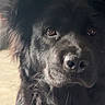 Willow is registered to the contest to win money with this photo: dog, black_dog, close_up, pet, indoor, fluffy, ears, brown_eyes, fur, portrait, animal, canine, looking, curious, calm, household, blurred_background, domestic, companion, mammal