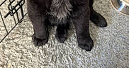 Willow is registered to the contest to win money with this photo: puppy, dog, black_fur, white_patch, carpet, indoor, pet, crate, dog_bowl, cute, fur, animal, young_dog, looking_up, soft_texture, floor, domestic, companion, adorable, pet_care
