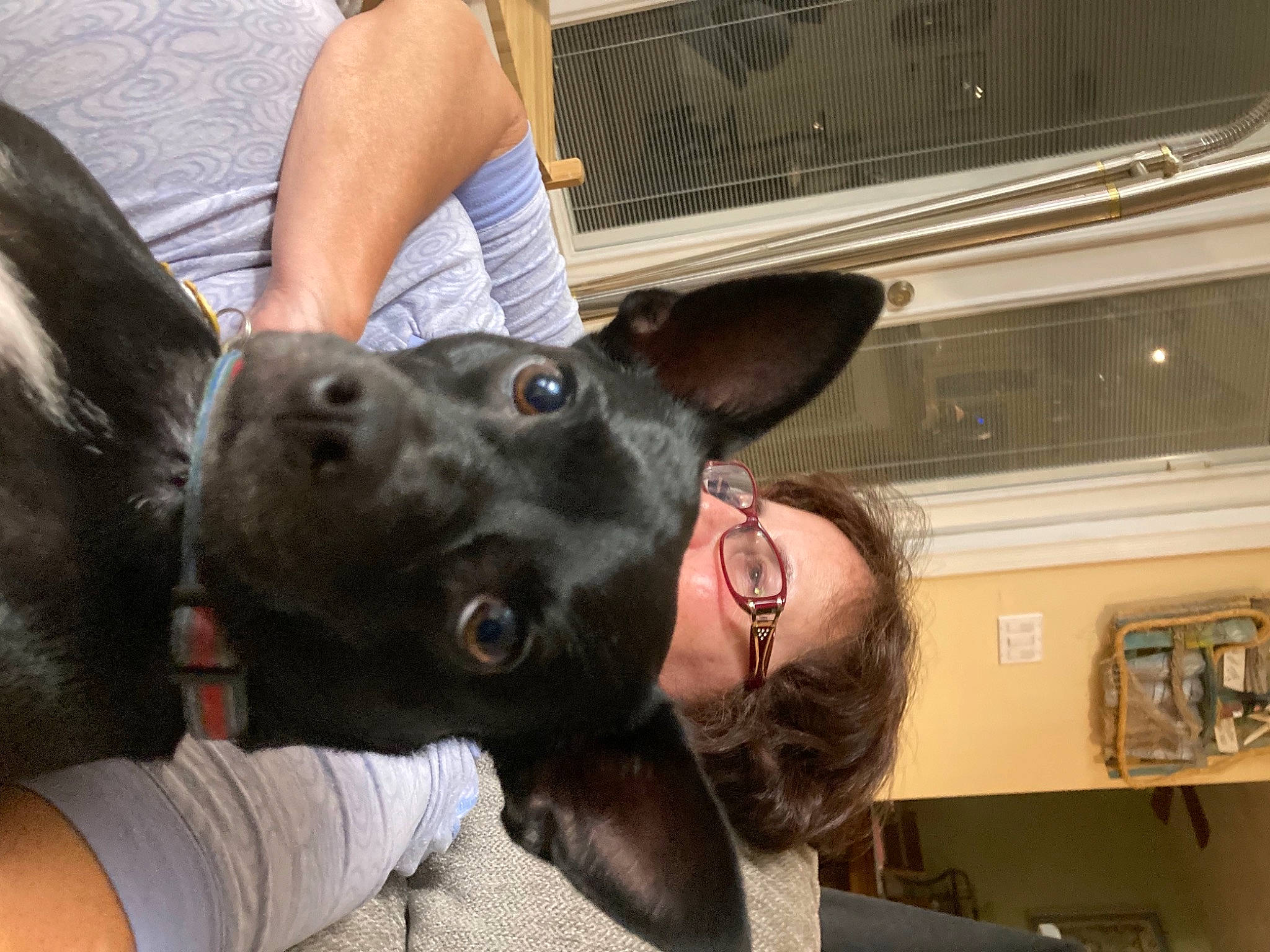 Sasha is registered to the contest to win money with this photo: carnivore, collar, companion_dog, dog, dog_breed, dog_collar, ear, eyewear, fawn, fun, fur, gesture, human_leg, jaw, selfie, snout, sporting_group, thigh, whiskers, working_animal