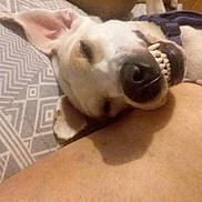 Luna is registered to the contest to win money with this photo: dog, smiling, teeth, lying_down, pet, indoors, resting, closeup, white_dog, ear, human_leg, fabric, pillow, funny_expression, relaxed, canine, companion, animal, cute, sleepy