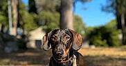 Pastis participe au concours pour gagner de l'argent avec cette photo : dog, dachshund, small_dog, pet, animal, sitting, outdoors, forest, woodland, grass, trees, nature, sunlight, portrait, harness, leash, brown_coat, floppy_ears, short_legs, funny_expression