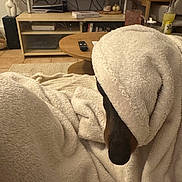 Pastis a rejoint le concours — aidez-le/la à gagner de superbes lots ! dog, blanket, fluffy, cozy, indoor, living_room, furniture, television, coffee_table, remote_control, home, couch, nose, ear, covered, relaxed, funny, portrait, warm_lighting, household