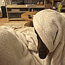 dog, blanket, fluffy, cozy, indoor, living_room, furniture, television, coffee_table, remote_control, home, couch, nose, ear, covered, relaxed, funny, portrait, warm_lighting, household