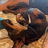 Pastis a rejoint le concours — aidez-le/la à gagner de superbes lots ! dog, dogs, doberman, black_and_tan, lying_down, upside_down, sleeping, relaxed, playful, paws, belly_up, bed, bedroom, indoors, sunlight, window, blanket, pet, collar, funny