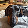 Pastis participe au concours pour gagner de l'argent avec cette photo : dog, dachshund, black_dog, brown markings, pet, animal, portrait, close_up, face, eyes, floppy_ears, long_snout, shiny_coat, lying_down, blanket, living_room, coffee_table, bowls, bookshelf, indoor