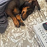 dog, dachshund, puppy, sleeping, sleepy, curled_up, brown, black, short_hair, long_body, floppy_ears, paws, blanket, bed, bedding, cozy, indoors, pet, nap, relaxed