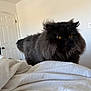 Hades joined the competition — help win amazing prizes! cat, persian_cat, long_hair, black_fur, golden_eyes, pet, indoor, bed, blanket, white_wall, door, furniture, close_up, fluffy, portrait, whiskers, tongue_visible, curious, soft_light, domestic_animal