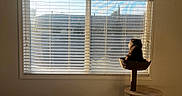 Hades joined the competition — help win amazing prizes! basket, bed, blanket, blinds, calm, cat, cat_tree, ceiling_fan, cozy, domestic, furniture, golden_hour, interior, morning, pet, room, shadow, sunlight, window, windowsill