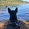 Loki participe au concours pour gagner de l'argent avec cette photo : animal, canine, daylight, dog, ducks, forest, harness, lake, leash, nature, outdoor, peaceful, reflection, sand, scenic, shore, sky, trees, water, wildlife