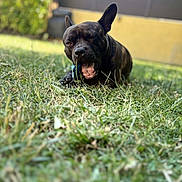 Loki participe au concours pour gagner de l'argent avec cette photo : animal, background_blur, brindle, canine, chewing, daylight, dog, ears_up, focus, grass, greenery, mouth_open, nature, outdoor, pet, playful, snout, sunlight, toy, yard