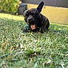 animal, background_blur, brindle, canine, chewing, daylight, dog, ears_up, focus, grass, greenery, mouth_open, nature, outdoor, pet, playful, snout, sunlight, toy, yard