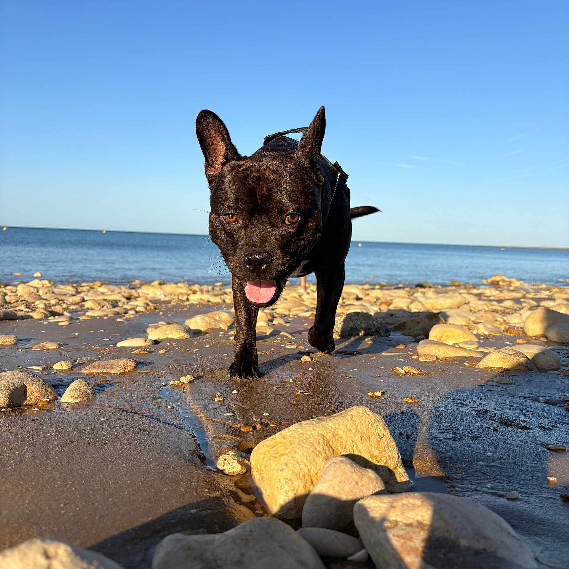 Loki
