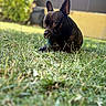 animal, background_blur, black_dog, brown_eyes, canine, chewing, closeup, daylight, dog, ears, fence, garden, grass, mammal, nature, outdoor, pet, playful, summer, toy