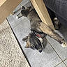 Malia participe au concours pour gagner de l'argent avec cette photo : puppy, dog, sleeping, tile_floor, carpet, collar, wooden_table, table_leg, indoors, resting, relaxed, fur, pet, canine, nap, animal, cute, young_dog, quiet, home