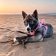 Malia a rejoint le concours — aidez-le/la à gagner de superbes lots ! dog, puppy, beach, sand, sticks, sunset, pink_harness, blue_eyes, animal, pet, outdoor, nature, canine, playing, lying_down, young, fur, adorable, quiet, serene