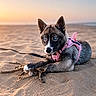 dog, puppy, beach, sand, sticks, sunset, pink_harness, blue_eyes, animal, pet, outdoor, nature, canine, playing, lying_down, young, fur, adorable, quiet, serene