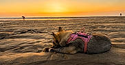 Malia a rejoint le concours — aidez-le/la à gagner de superbes lots ! dog, beach, sunset, sand, harness, animal, outdoor, nature, pet, canine, relaxing, golden_hour, sky, water, shore, silhouette, evening, vacation, leisure, quiet
