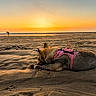 dog, beach, sunset, sand, harness, animal, outdoor, nature, pet, canine, relaxing, golden_hour, sky, water, shore, silhouette, evening, vacation, leisure, quiet