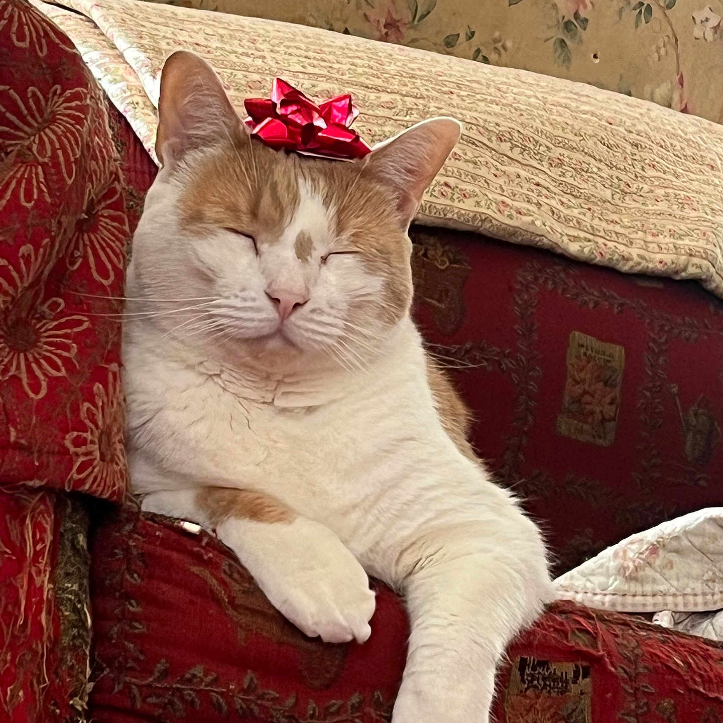 Reymond joined the competition — help win amazing prizes! bow, cat, close_up, couch, cozy, cute, domestic_cat, feline, floral_wallpaper, furniture, gift_bow, indoor, patterned_fabric, paw, pet, red_couch, relaxed, resting, sleepy, white_and_orange_cat