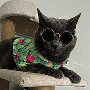 Skyler joined the competition — help win amazing prizes! cat, gray_cat, sunglasses, floral_shirt, cat_tree, pet, animal, indoor, relaxed, feline, fashion, cool, portrait, whiskers, claws, paws, closeup, household, cute, mammal