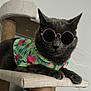 cat, gray_cat, sunglasses, floral_shirt, cat_tree, pet, animal, indoor, relaxed, feline, fashion, cool, portrait, whiskers, claws, paws, closeup, household, cute, mammal