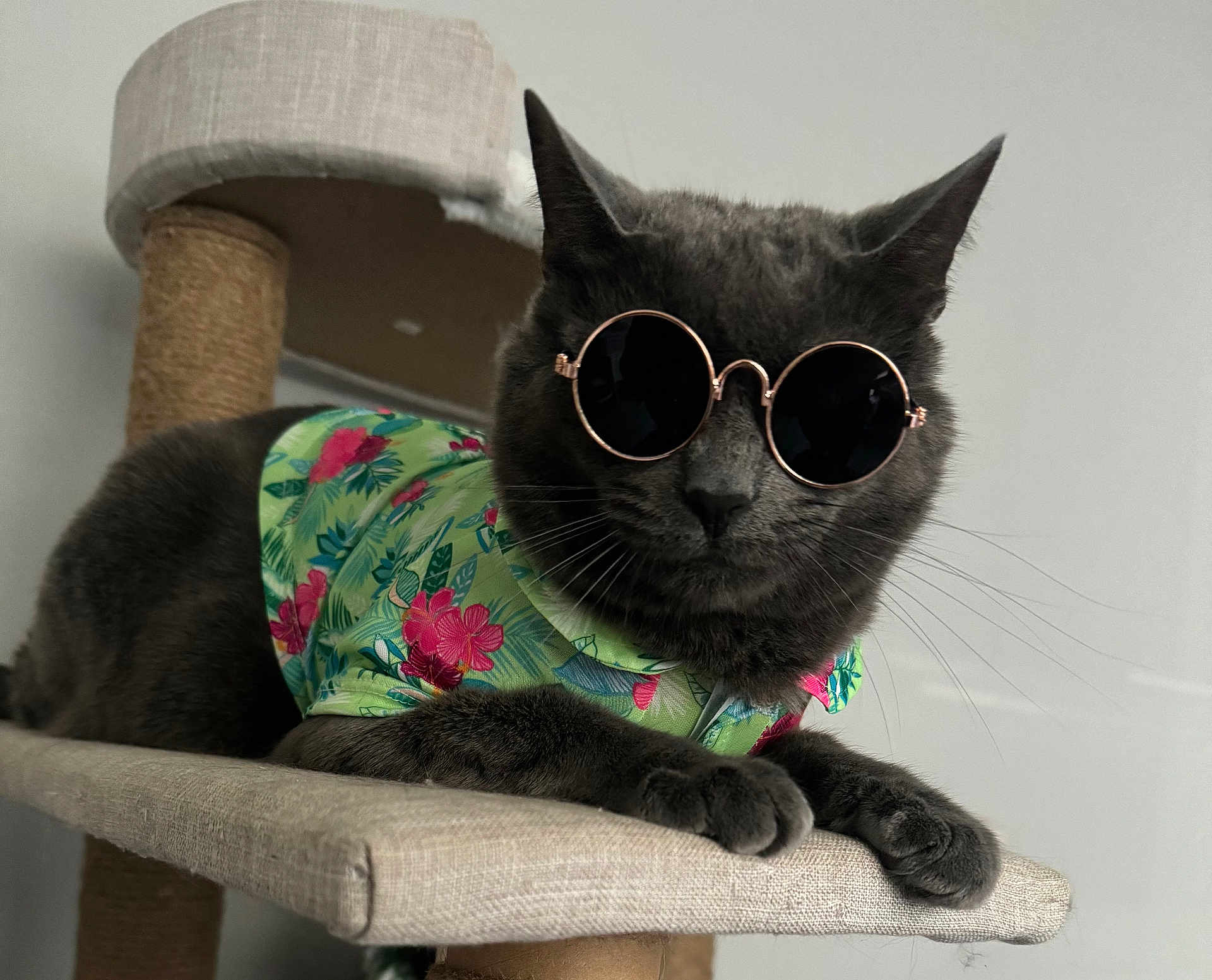 Skyler joined the competition — help win amazing prizes! cat, gray_cat, sunglasses, floral_shirt, cat_tree, pet, animal, indoor, relaxed, feline, fashion, cool, portrait, whiskers, claws, paws, closeup, household, cute, mammal