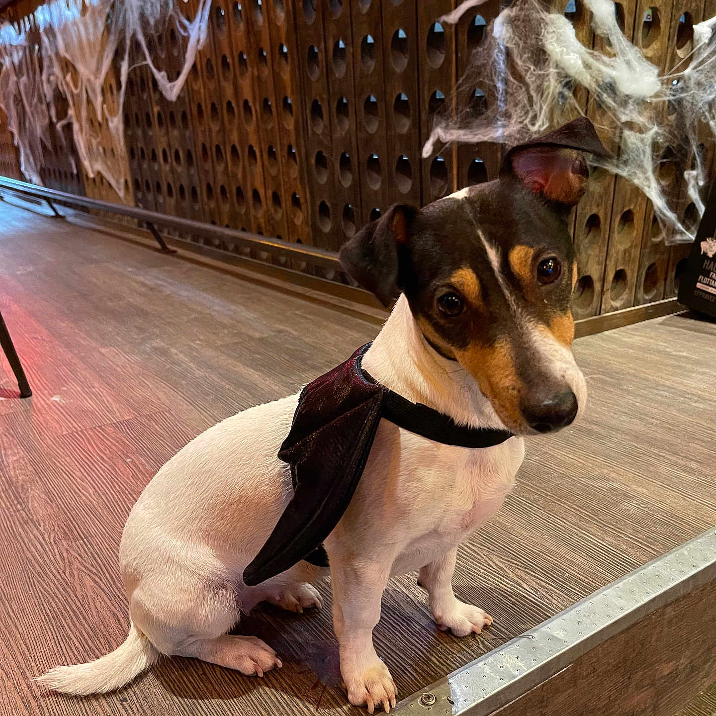 Mia participe au concours pour gagner de l'argent avec cette photo : accessories, animal, architecture, building, bulldog, canine, dog, furniture, hardwood, hound, indoors, interiordesign, outdoors, pet, plywood, pointer, puppy, shelter, strap, wood