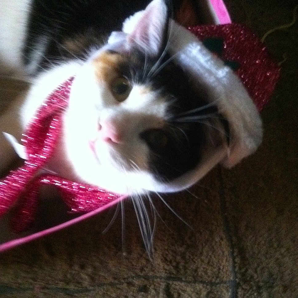 Cleo is registered to the contest to win money with this photo: accessories, animal, bag, blanket, cat, clothing, face, hat, head, kitten, leash, manx, person, pet, photography, portrait, purple, scarf, sleeping, strap