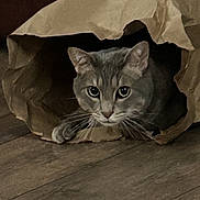 Monster is registered to the contest to win money with this photo: cat, gray_cat, paper_bag, floor, wooden_floor, pet, animal, whiskers, curious, indoor, cute, playful, feline, ears, eyes, paws, hiding, household, domestic, mammal