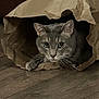 cat, gray_cat, paper_bag, floor, wooden_floor, pet, animal, whiskers, curious, indoor, cute, playful, feline, ears, eyes, paws, hiding, household, domestic, mammal