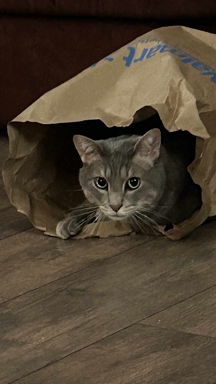 Monster is registered to the contest to win money with this photo: cat, gray_cat, paper_bag, floor, wooden_floor, pet, animal, whiskers, curious, indoor, cute, playful, feline, ears, eyes, paws, hiding, household, domestic, mammal