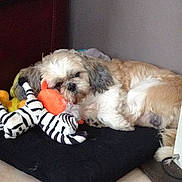 Gandhi participe au concours pour gagner de l'argent avec cette photo :
