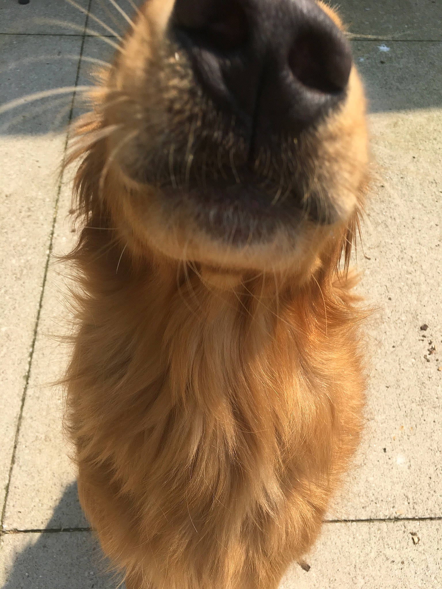 Hank joined the competition — help win amazing prizes! canidae, carnivore, dog, dog_breed, fawn, fur, nose, snout, sporting_group, whiskers