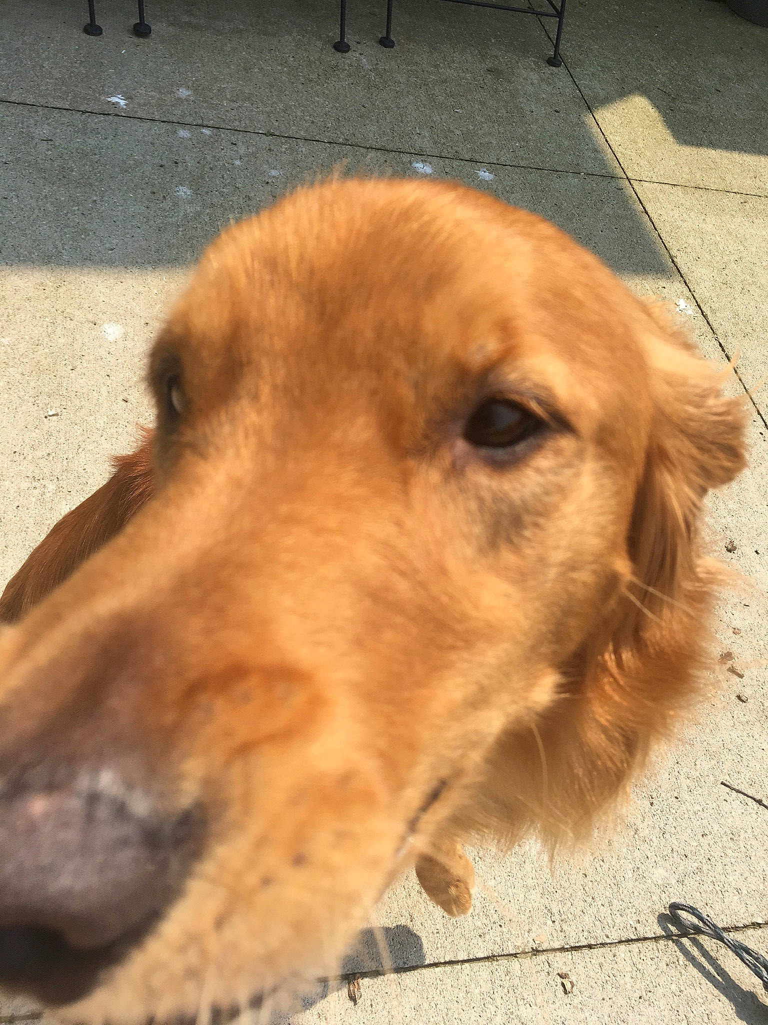 Hank joined the competition — help win amazing prizes! canidae, carnivore, companion_dog, dog, dog_breed, fawn, golden_retriever, mammal, retriever, snout, sporting_group, street_dog, whiskers