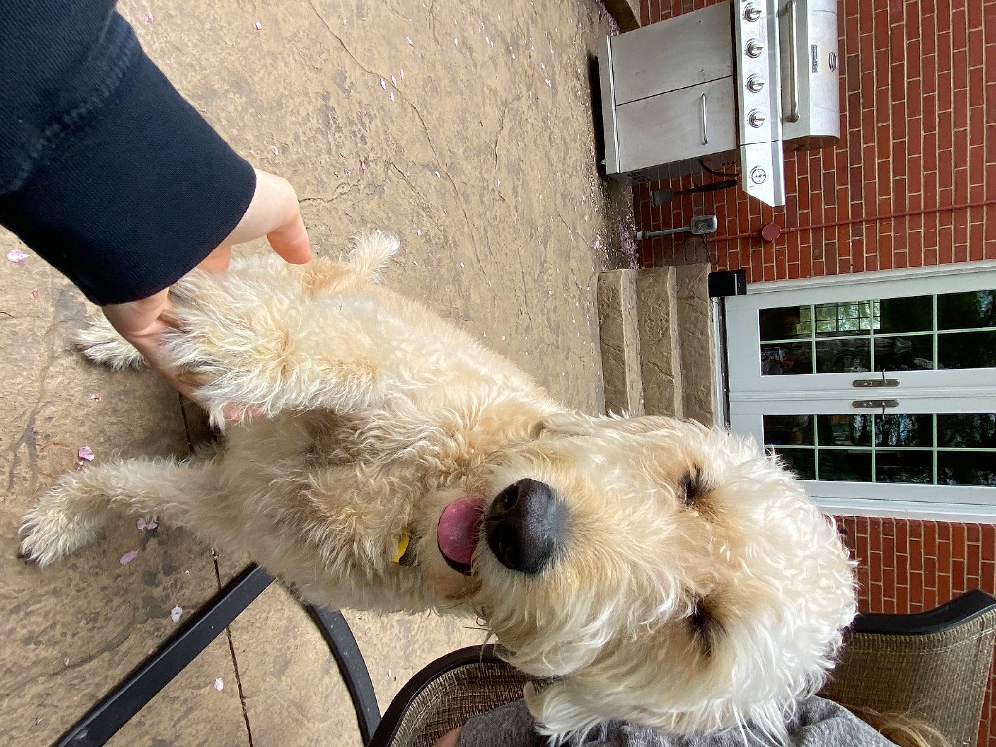 Benji joined the competition — help win amazing prizes! briquet_griffon_vendeen, canidae, carnivore, companion_dog, dog, dog_breed, glen_of_imaal_terrier, grand_basset_griffon_vendeen, irish_soft_coated_wheaten_terrier, irish_wolfhound, mammal, petit_basset_griffon_vendeen, sapsali, schnoodle, sealyham_terrier, spinone_italiano, sporting_group, sporting_lucas_terrier, terrier, west_highland_white_terrier